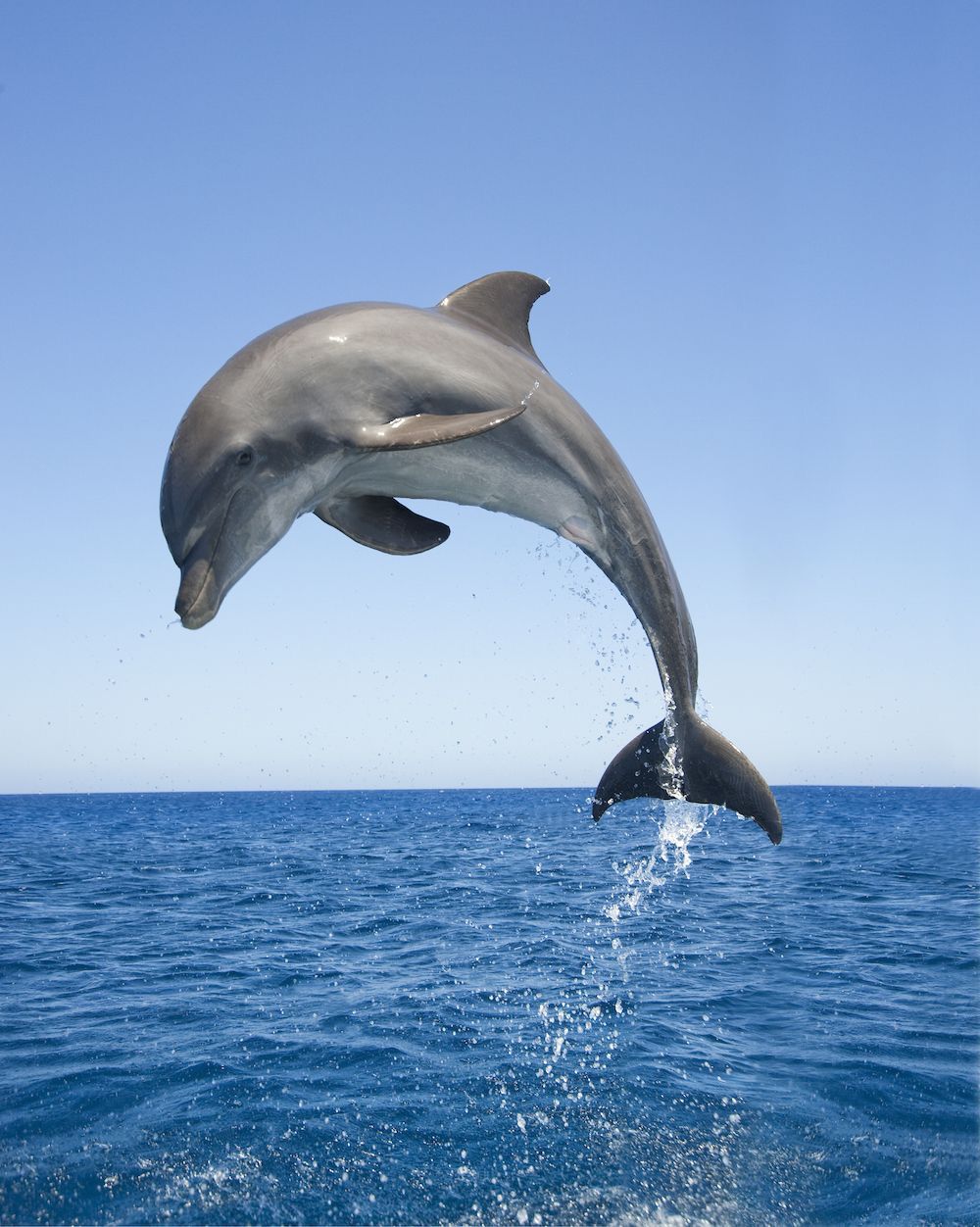 dolphins